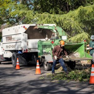 TREE REMOVAL